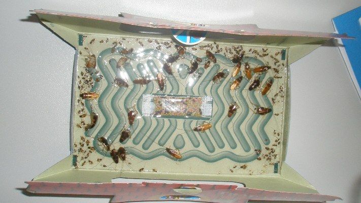 Trap-A-Roach Cockroach 5 Traps - AFS Supplies