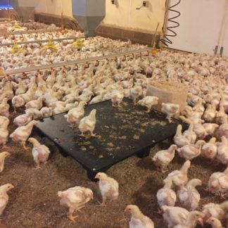 poultry-welfare-platform