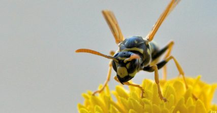 Wasp on yellow flower