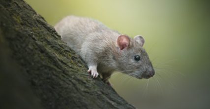 Rat climbing on tree branch