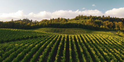 Field full of crops