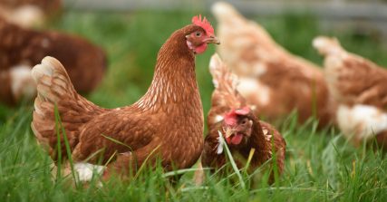 Chickens sitting in grass